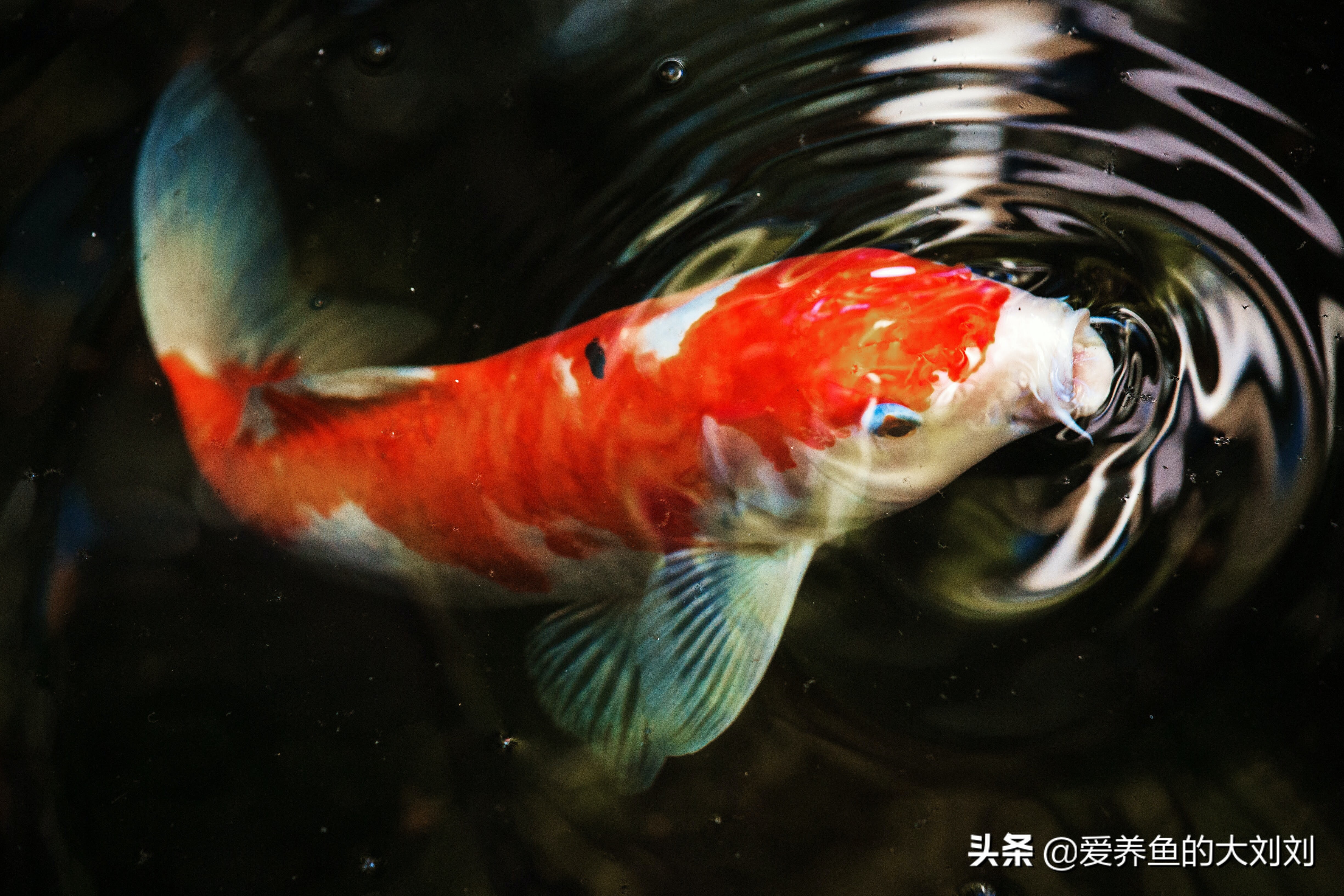 锦鲤鱼该怎么养,鱼池养锦鲤鱼的密度是多少合适