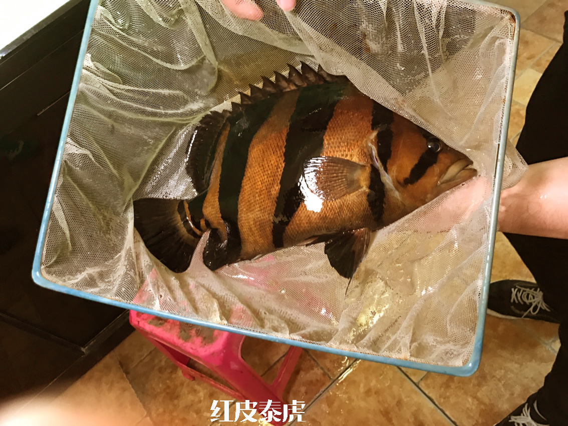 泰国虎鱼怎么区分品种,黑尾河虎鱼是什么品种