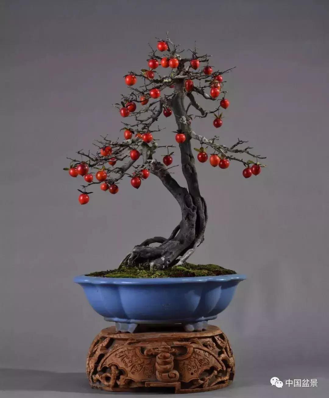 盆景植物最好养的,好养易活的盆景植物有哪些