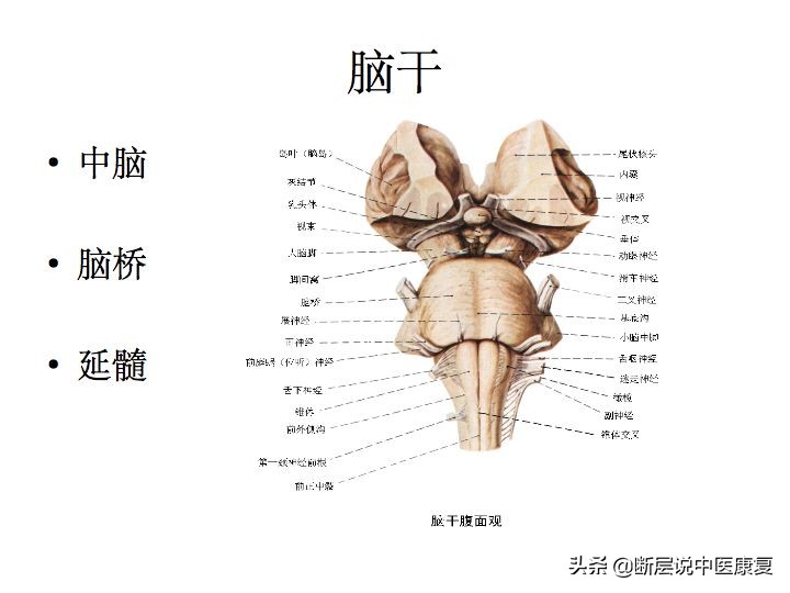 中枢神经系统断层解剖讲解,中枢神经3d解剖动画