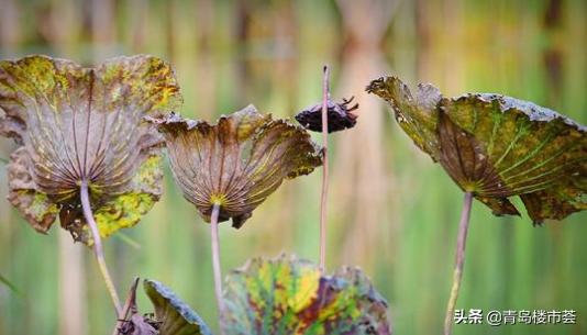 从王者无敌到前*不五**进，青岛万科退步了？