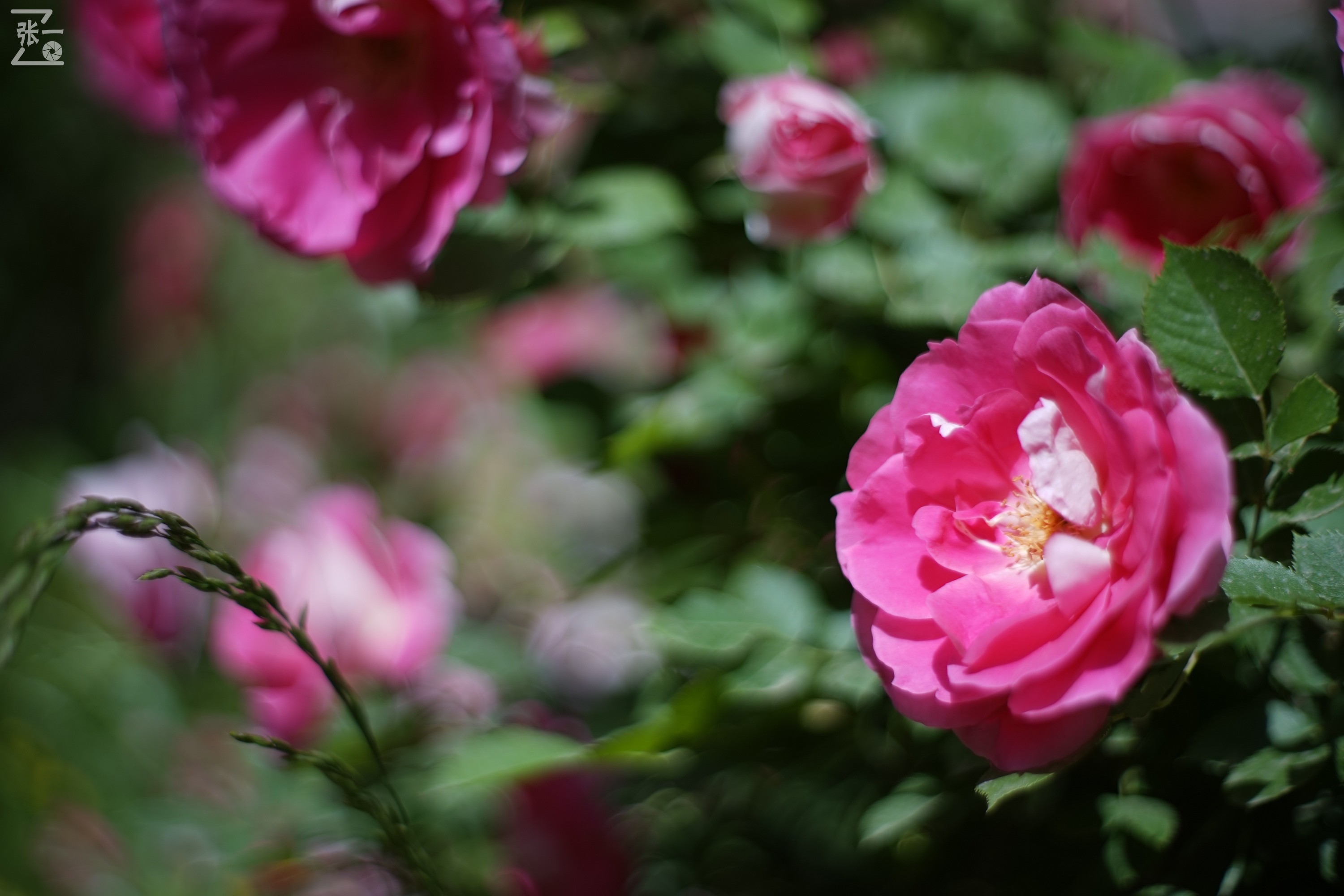 凤凰国产50mm镜头,凤凰索尼e口镜头