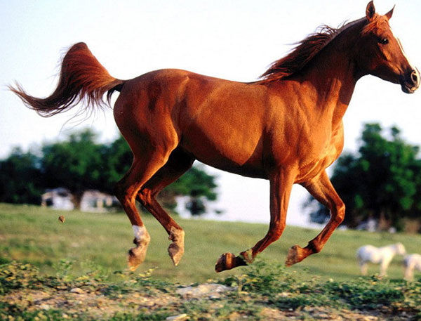 汗血宝马在现实生活真实存在吗,汗血宝马是真的存在吗