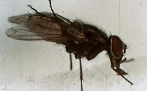 苍蝇的一生有多短暂,苍蝇的一生也就是人类的缩影