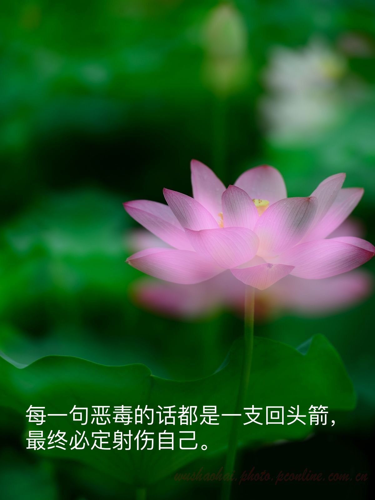 心中的神明,心中的神明作文