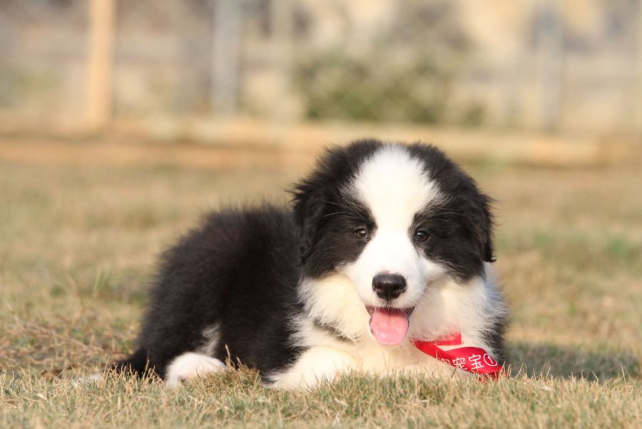 边牧犬的遗传病,边牧犬的先天缺陷