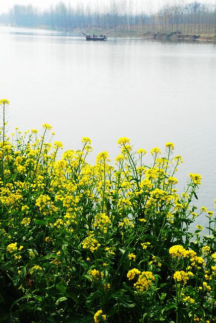 淮阳龙湖有没有遗址,淮阳平梁台考古遗址