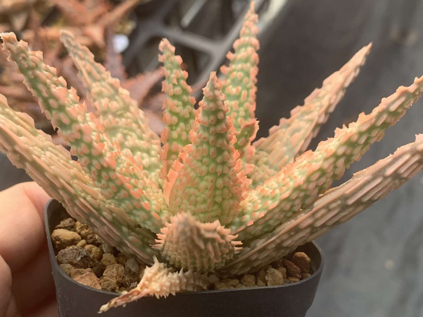 园艺观赏芦荟,园艺芦荟图鉴说明