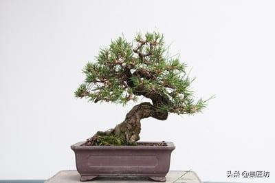 黑松盆景摘芽拔针图解 (黑松盆景针芽怎样修剪)