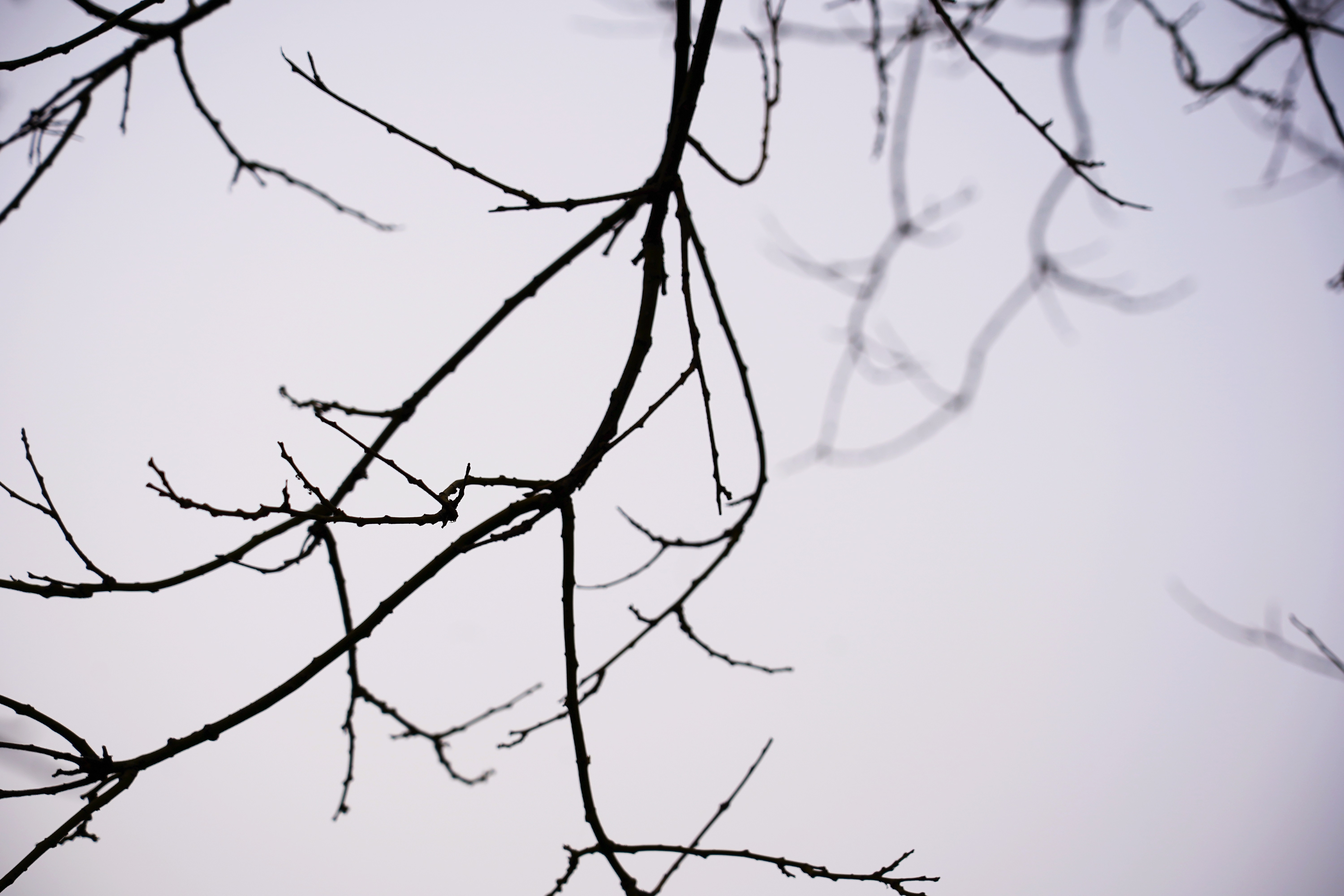 清波一勺买千钱?不能为武汉下一场樱花雨,不妨在这儿品百花香