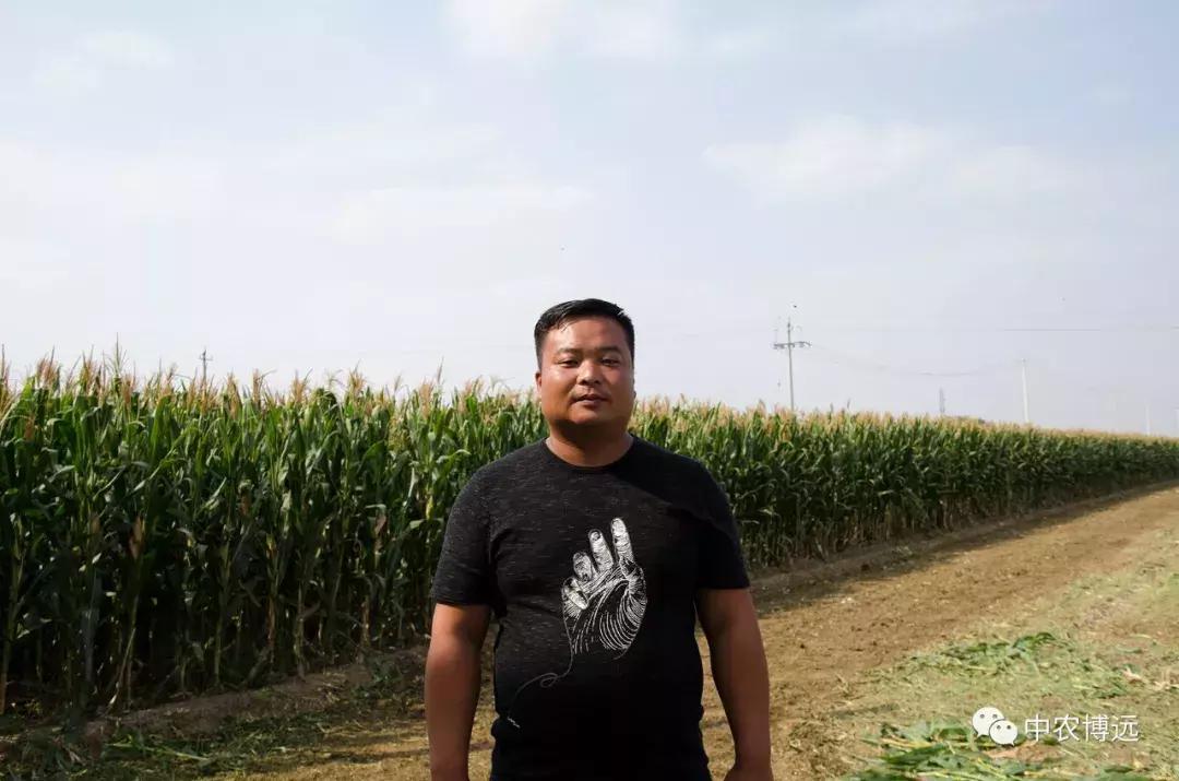 保定自走玉米脱粒机,河北保定大型玉米收获机