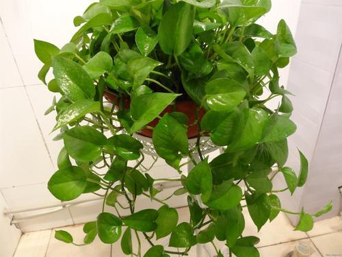 绿萝养殖营养液,绿萝的养殖方法和注意事项大全
