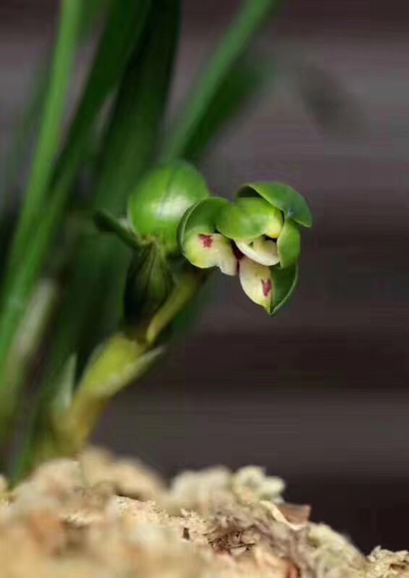 84消毒液可以给兰花消毒吗,兰花被淋了热水怎么救