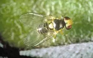 蔬菜各种害虫图片,蔬菜害虫100种图及害虫名称