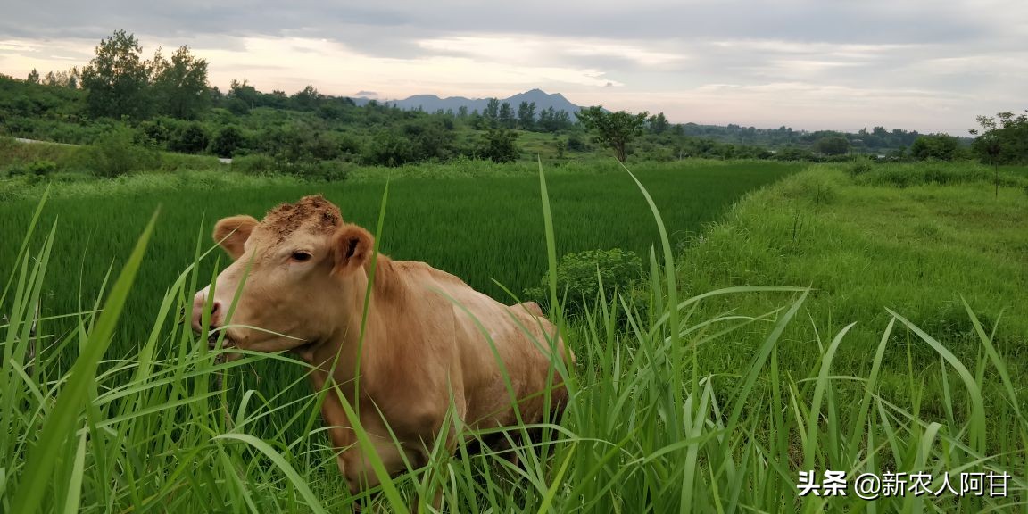 养牛人看过来,繁育母牛消瘦,试试这几种方法让牛快速增肥长膘
