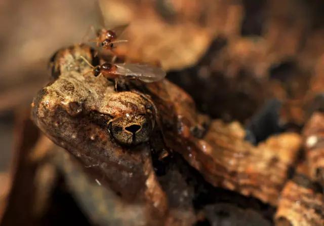 海南代表性动物,海南特有的珍稀动物