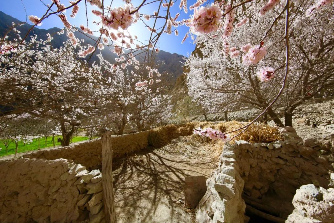 走马春季追花线|春漫*疆新**，牧笛声声中的杏花村