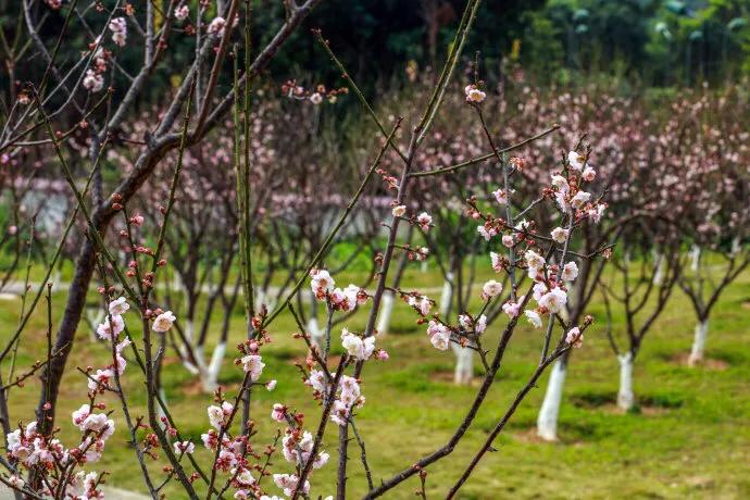 深圳花海景区推荐图片大全,深圳哪里有大片花海