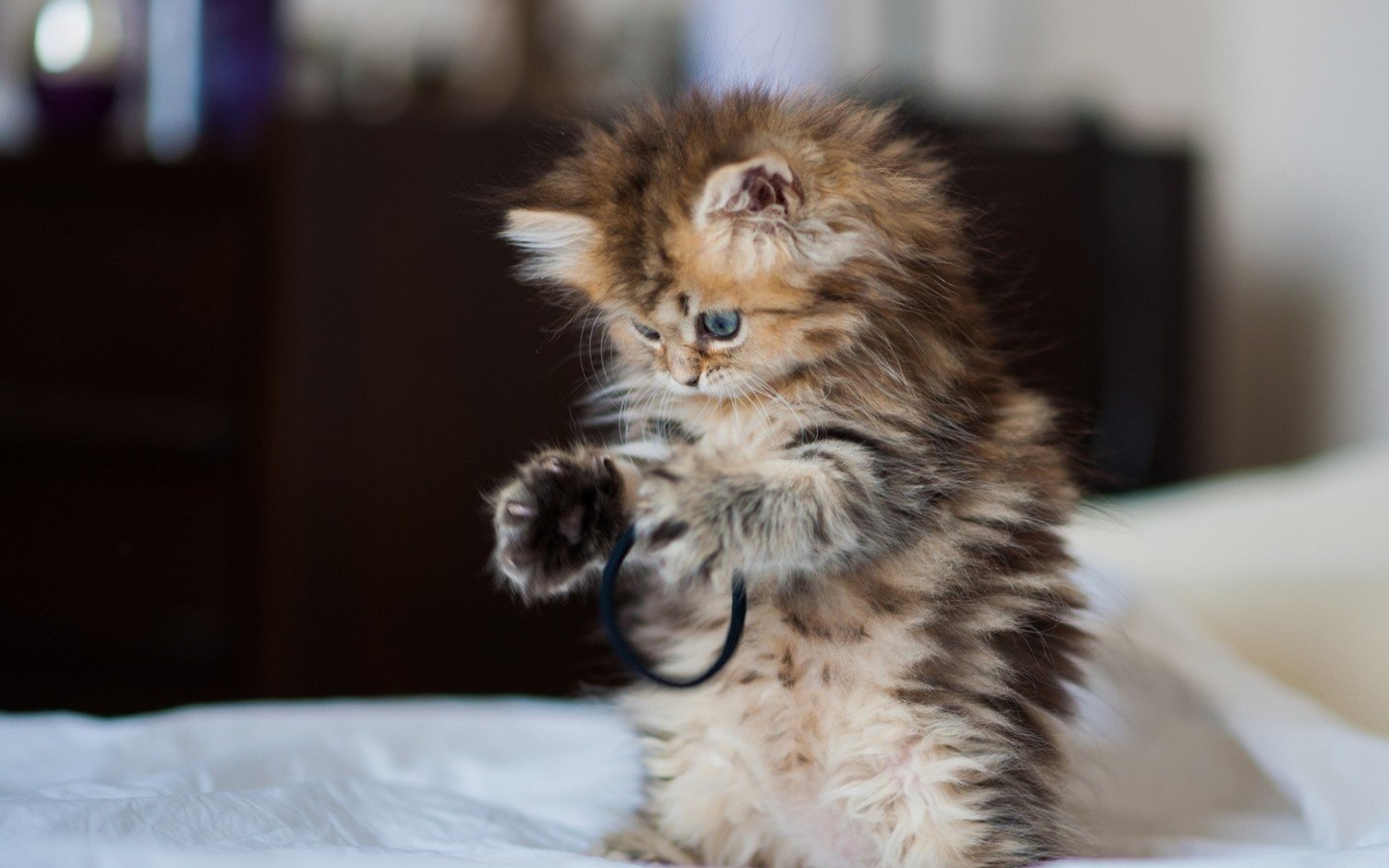 猫咪随便大小便如何纠正,怎样才让猫咪不到处乱尿呢