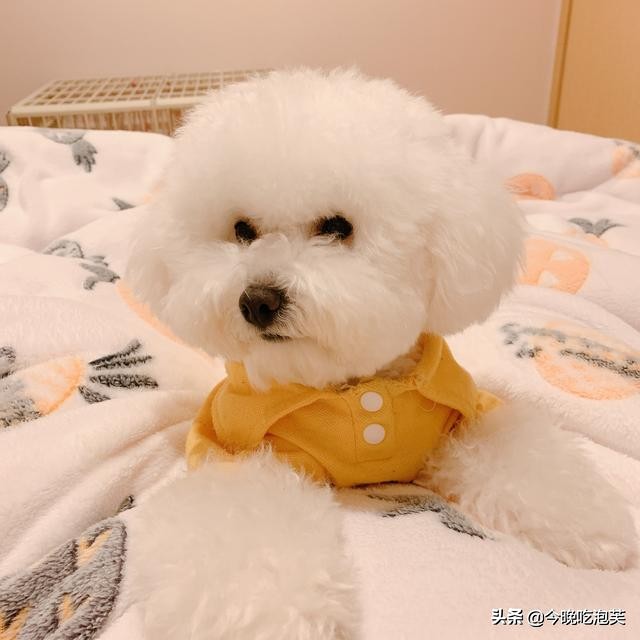 被狗喜欢的人命理,被狗狗喜欢的女孩