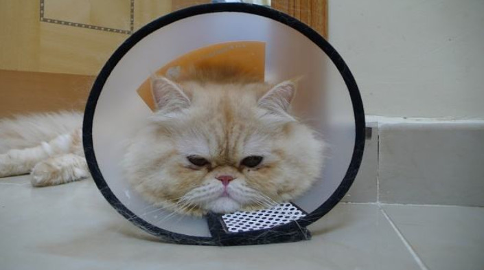 宠物术后肺水肿,宠物手术后伤口渗血怎么处理