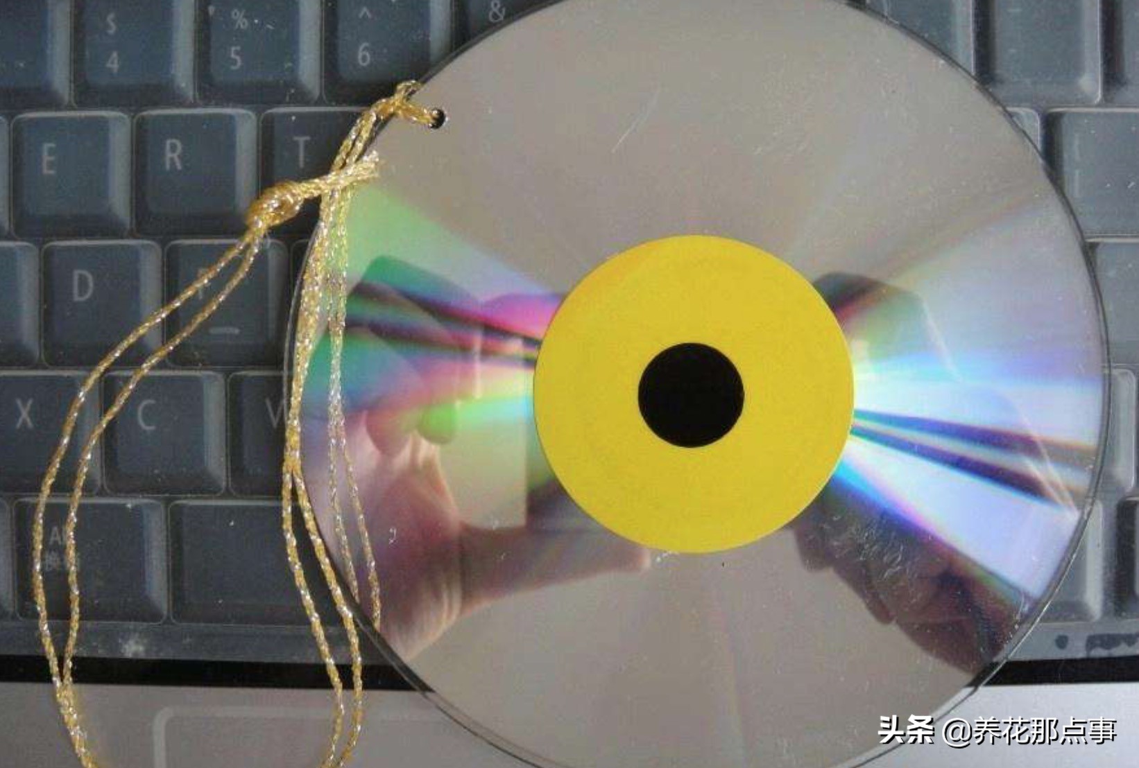 养多肉如何防鸟,多肉怎么防鸟最有效