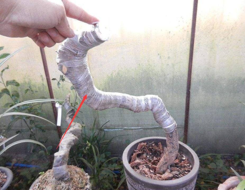 金弹子出芽后的养护,春天挂果金弹子多久修剪