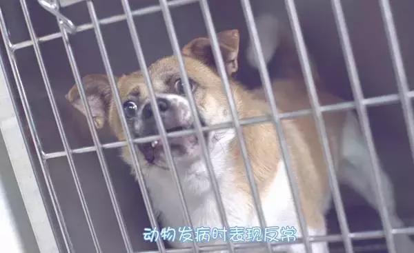 辟谣！被狗狗舔一口就会致死？别被断章取义的假新闻骗了！