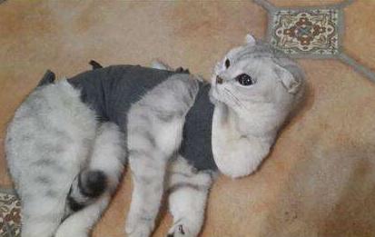 猫咪乳腺溃烂会自己好吗,猫咪乳腺有结节病变