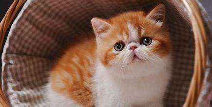 不同宠物花销大盘点原来养它才是真土豪