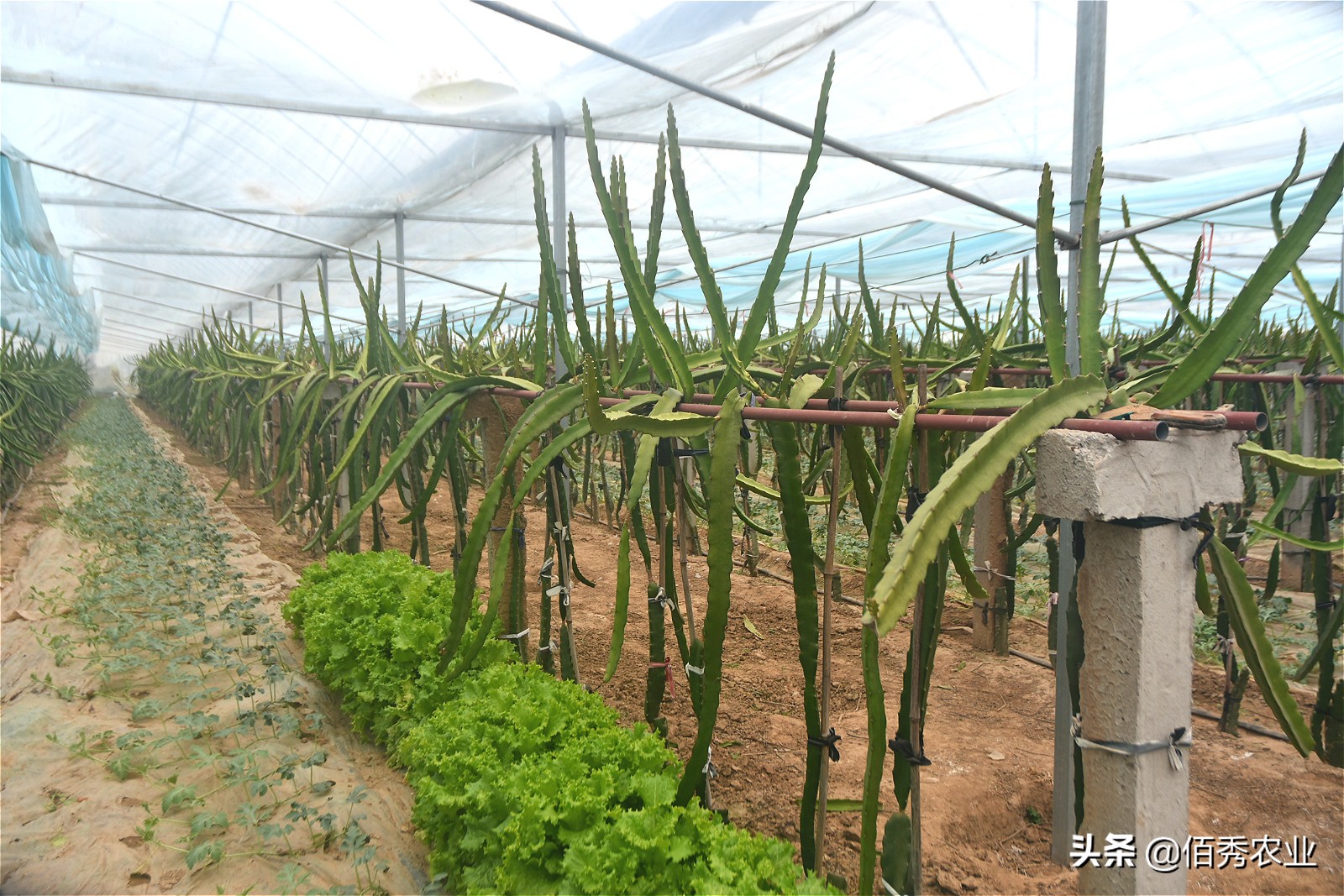 农村大棚种植水果,农村水果大棚种植