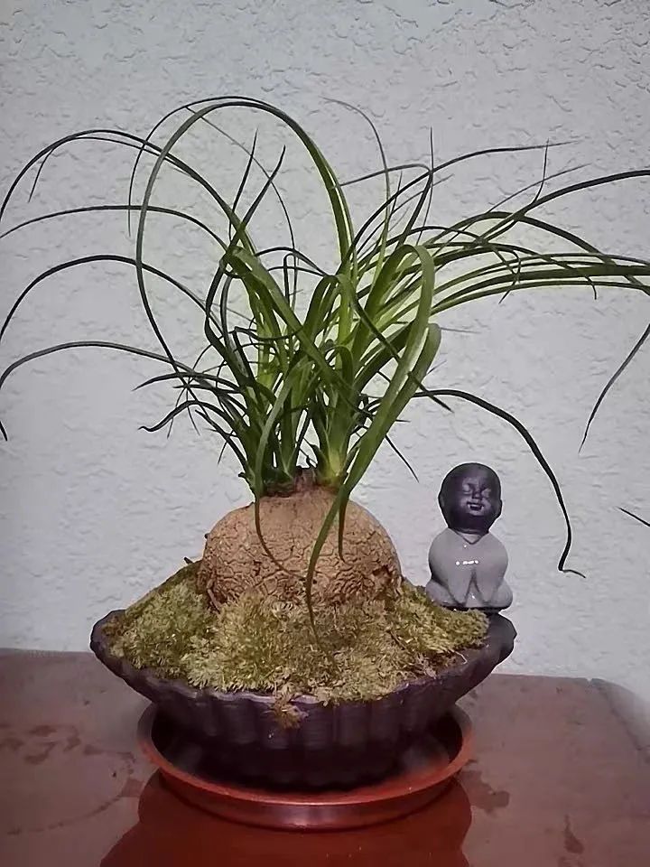 家里养花养得好代表什么,家里养花大全及寓意