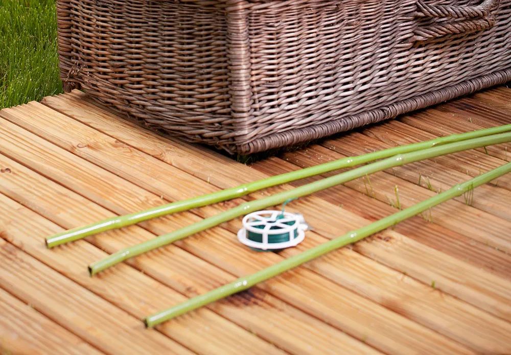 被低估的植物,被低估的水培花卉