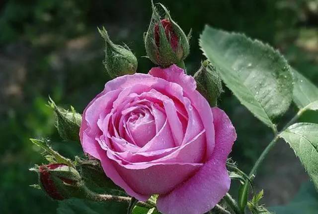 中国十大名花排行哪个是你的最爱,你知道中国十大名花是什么花吗