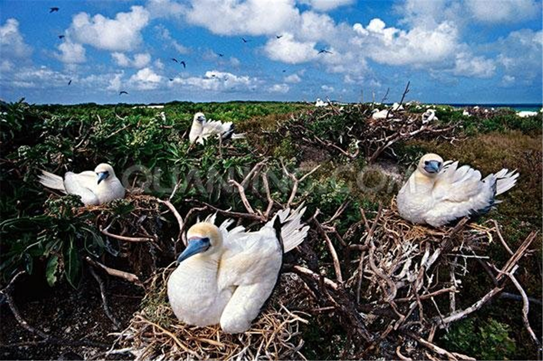 西沙群岛鸟有几种,西沙群岛上有哪些不常见的鸟