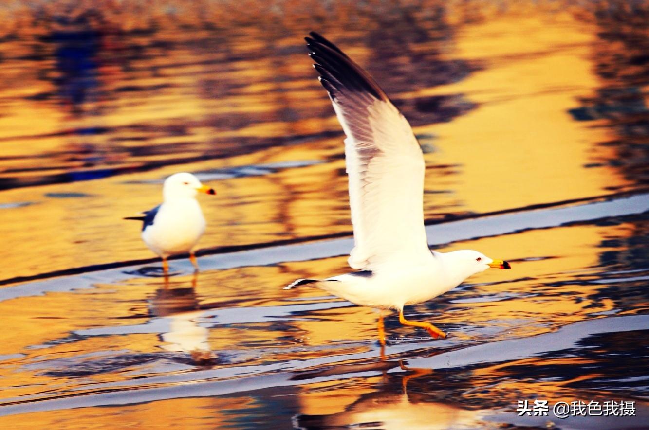 50-200mm镜头够用吗,70-200mm镜头适合拍什么