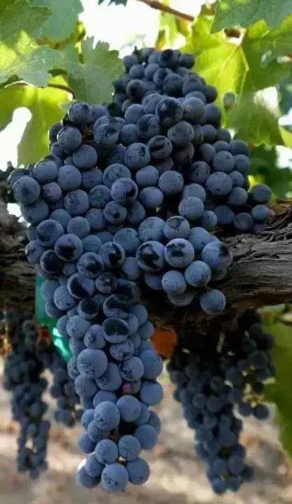 如何挑选好喝不贵的波尔多酒,波尔多aoc和优选波尔多aoc