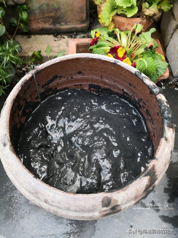 种碗莲要注意的几点,碗莲需要重复种植吗