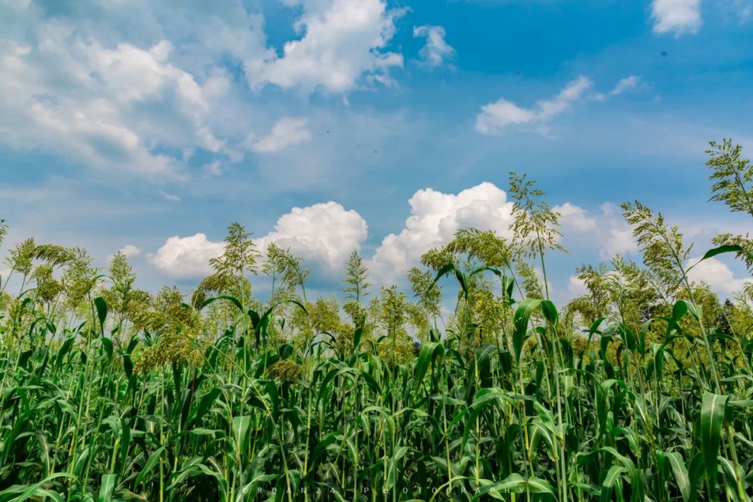 綦江城区游,重庆綦江区旅游