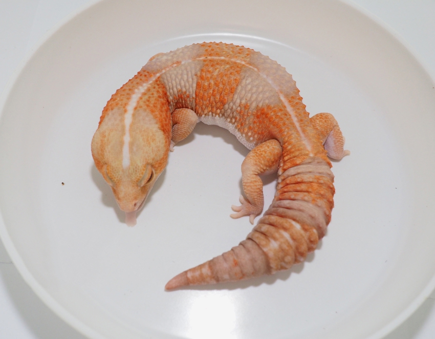 Eublepharismacularius豹纹守宫