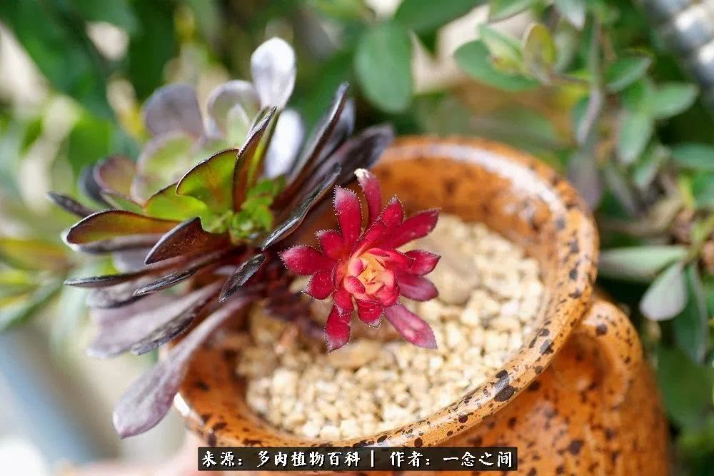 多肉牛群里的“七福神”（下）：男神篇！