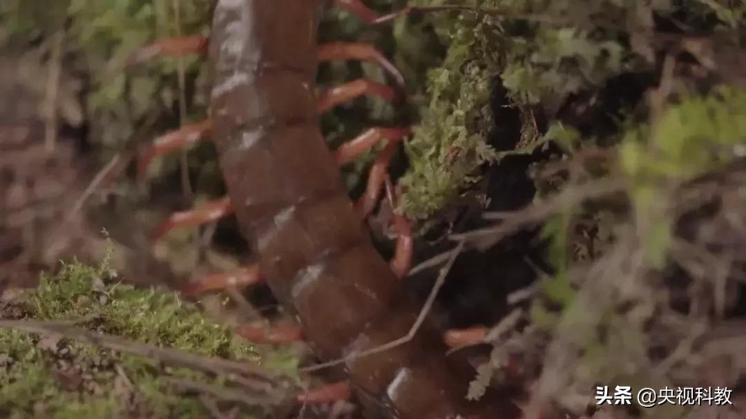 揭秘出没滇南的巨型“红龙”