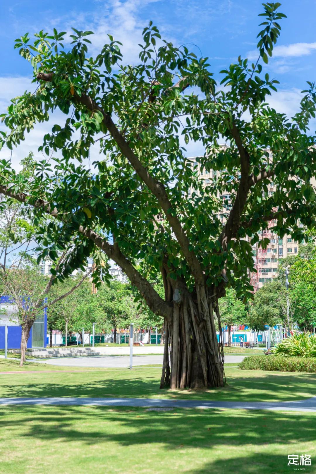 深圳大鹏小众村庄,超小众拍照圣地深圳