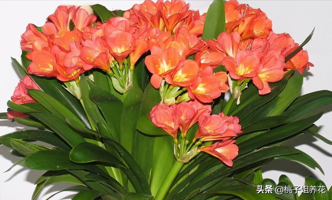 这3种自制“生根水”，用来扦插君子兰、蟹爪兰，插1盆活1盆