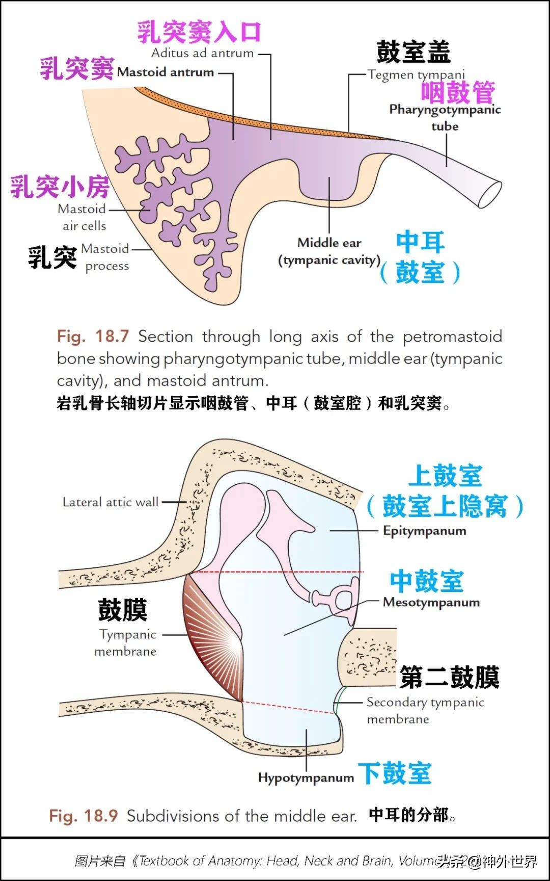 颞骨解剖,颞肌解剖讲解