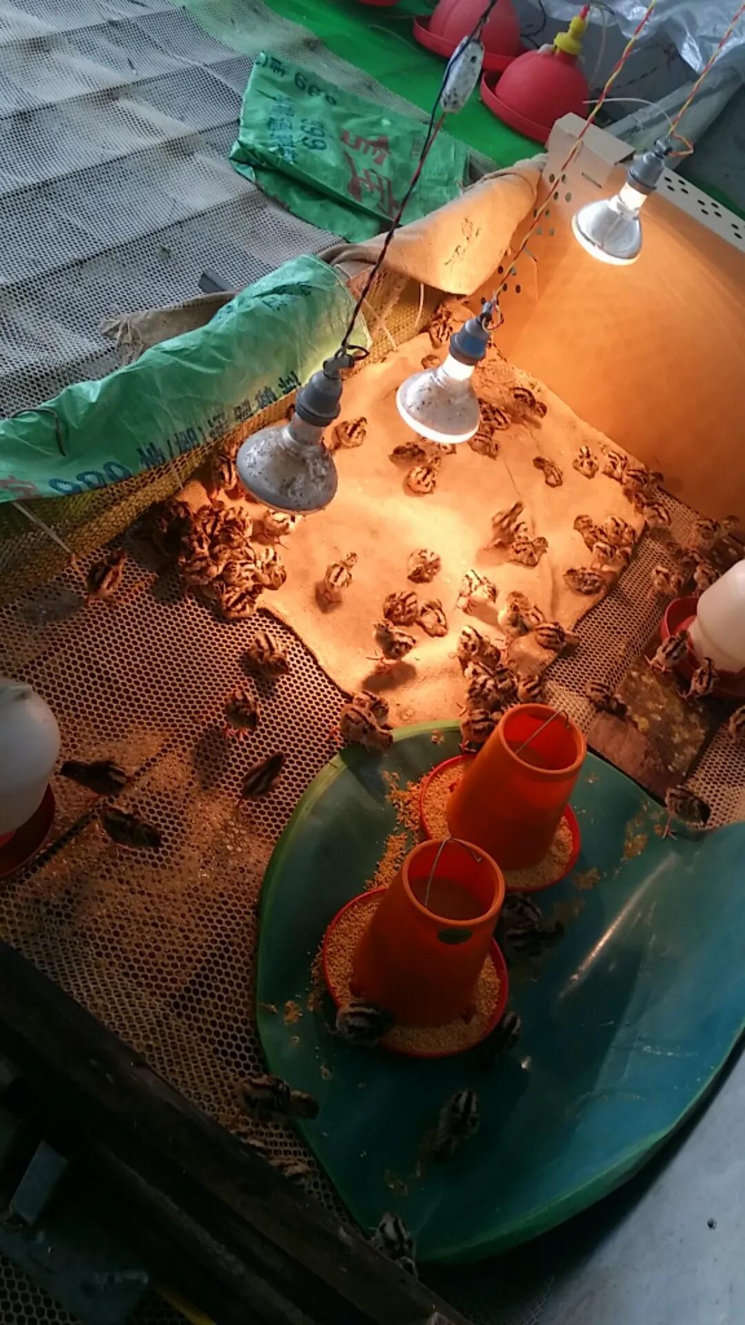 育雏垫网如何搭建,小鸡育雏笼垫网怎么铺