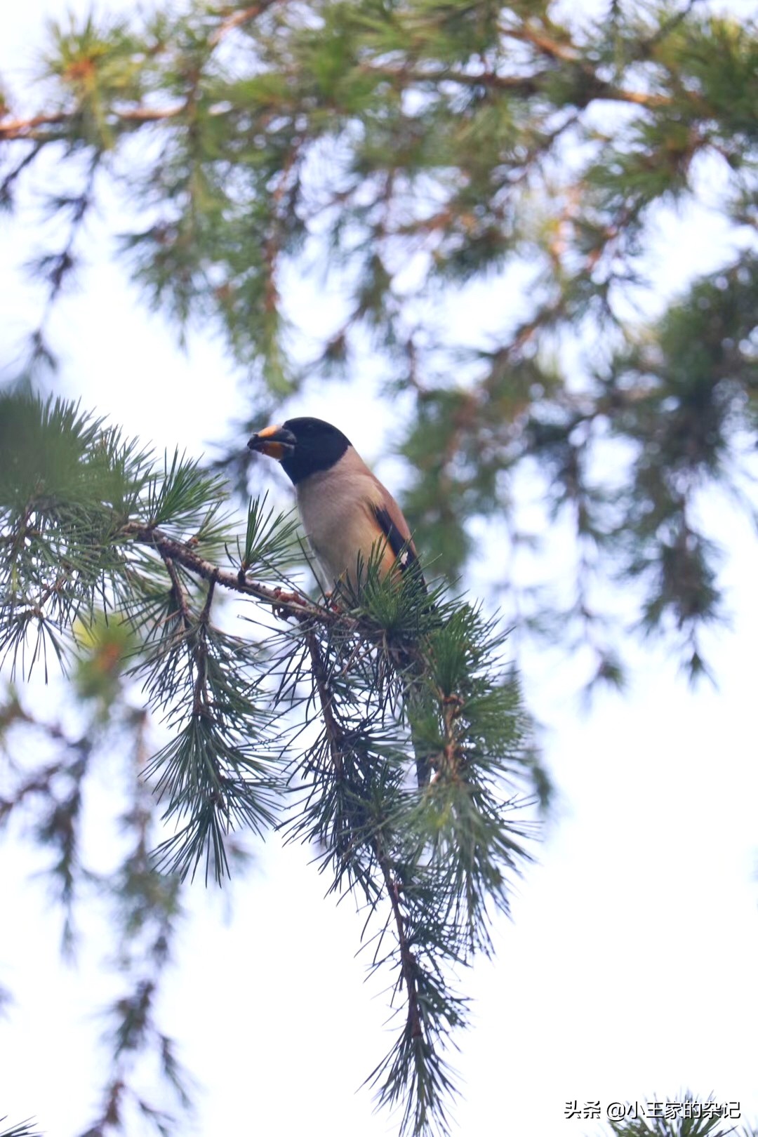 国际爱鸟日天桥岭,国际爱鸟日