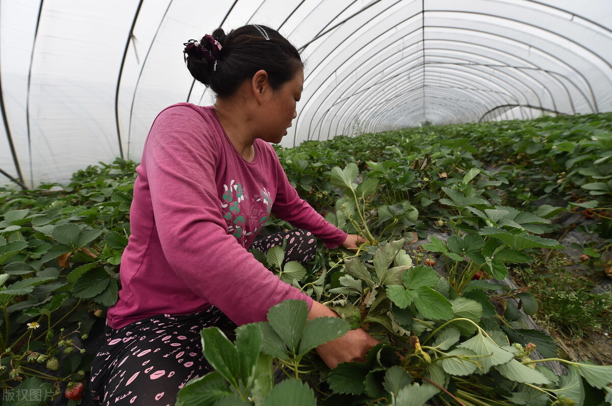合肥十大特产必买清单,合肥特产在哪里可以买到