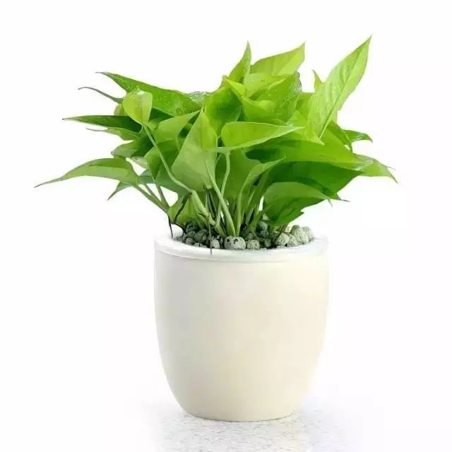 适合放卧室的高大植物,放在卧室的植物养眼