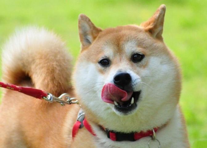 柴犬狗粮冻干狗粮,柴犬狗粮和伯纳天纯狗粮哪个好些